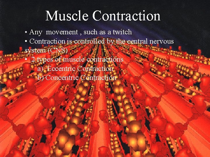 Muscle Contraction • Any movement , such as a twitch Muscle Contraction • Contraction