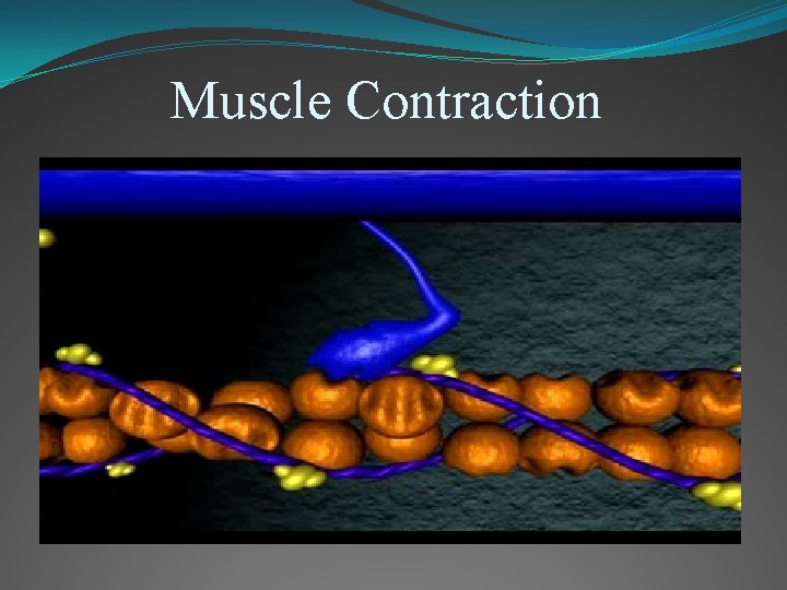 Muscle Contraction 