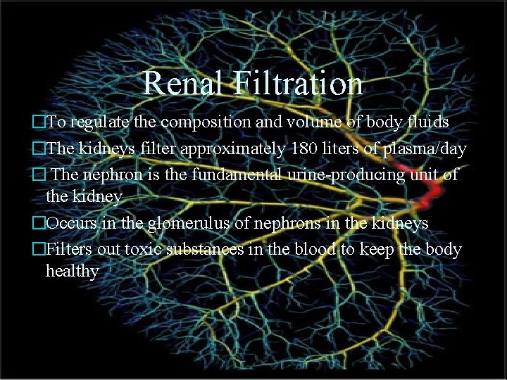 Renal Filtration �To regulate the composition and volume of body fluids �The kidneys filter