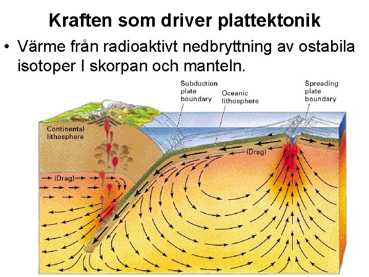 Kraften som driver plattektonik • Värme från radioaktivt nedbryttning av ostabila isotoper I skorpan