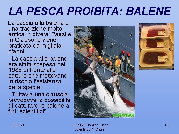 LA PESCA PROIBITA: BALENE La caccia alla balena è una tradizione molto antica in