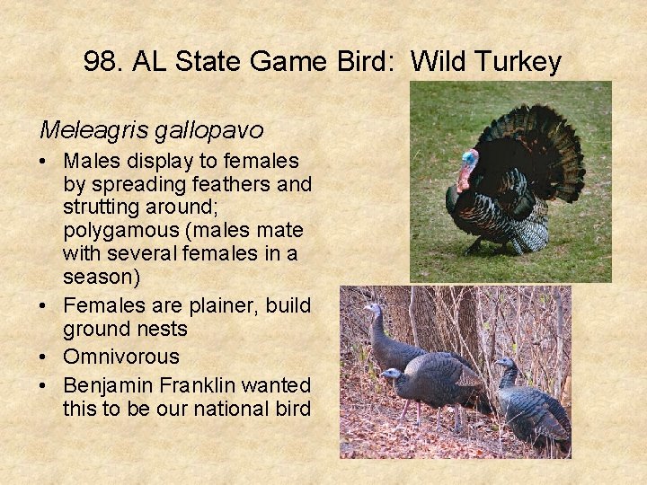 98. AL State Game Bird: Wild Turkey Meleagris gallopavo • Males display to females