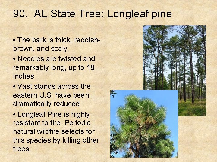 90. AL State Tree: Longleaf pine • The bark is thick, reddishbrown, and scaly.