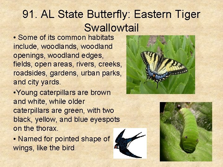 91. AL State Butterfly: Eastern Tiger Swallowtail • Some of its common habitats include,