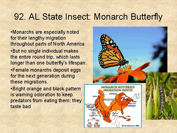 92. AL State Insect: Monarch Butterfly • Monarchs are especially noted for their lengthy