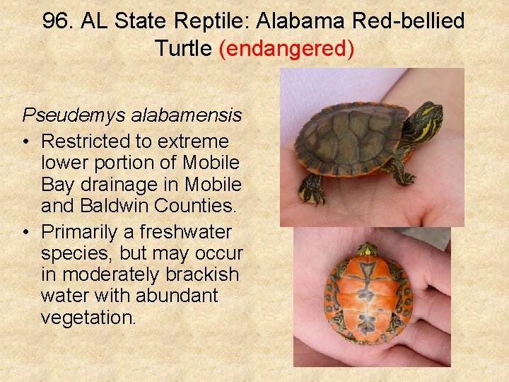 96. AL State Reptile: Alabama Red-bellied Turtle (endangered) Pseudemys alabamensis • Restricted to extreme