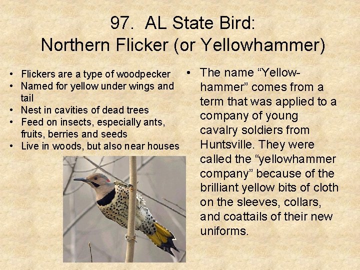 97. AL State Bird: Northern Flicker (or Yellowhammer) • The name “Yellow • Flickers