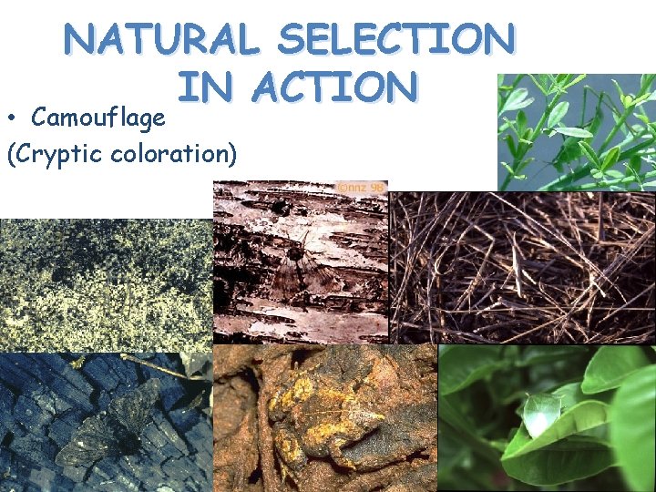 NATURAL SELECTION IN ACTION • Camouflage (Cryptic coloration) 