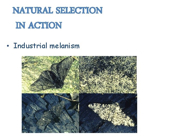 NATURAL SELECTION IN ACTION • Industrial melanism 