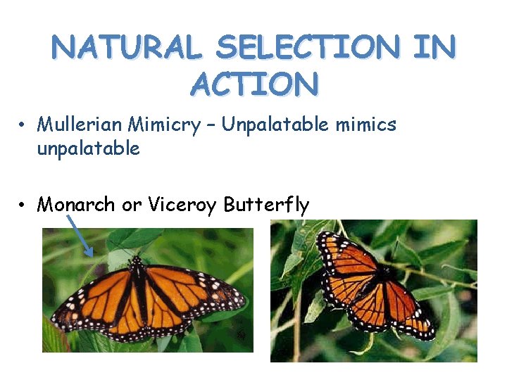 NATURAL SELECTION IN ACTION • Mullerian Mimicry – Unpalatable mimics unpalatable • Monarch or