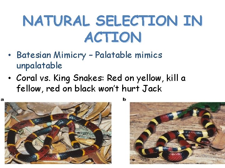 NATURAL SELECTION IN ACTION • Batesian Mimicry – Palatable mimics unpalatable • Coral vs.