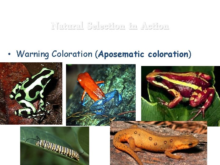 Natural Selection in Action • Warning Coloration (Aposematic coloration) 