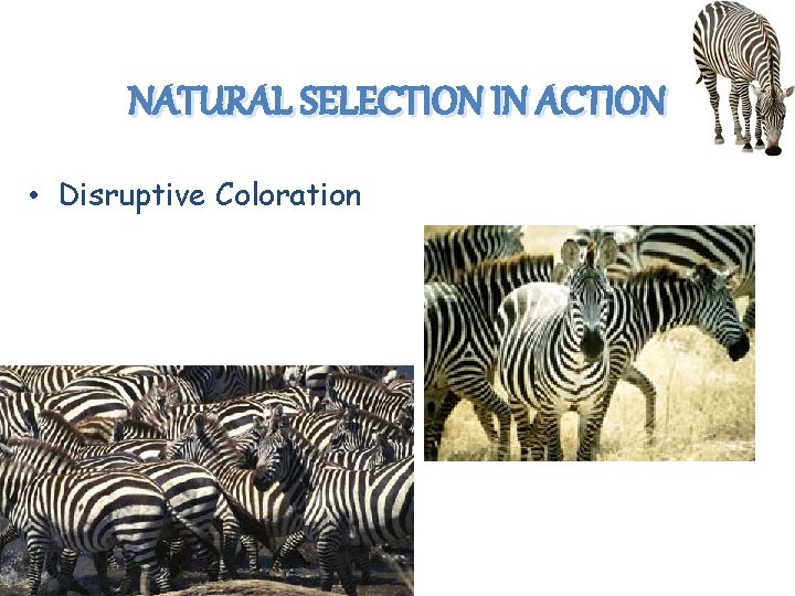 NATURAL SELECTION IN ACTION • Disruptive Coloration 