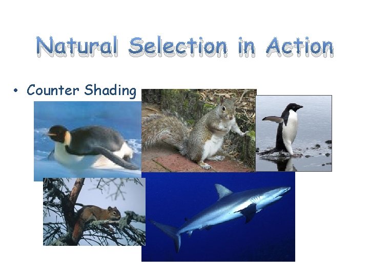 Natural Selection in Action • Counter Shading 