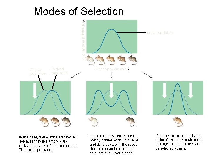 Frequency of individuals Modes of Selection Original population Evolved population In this case, darker