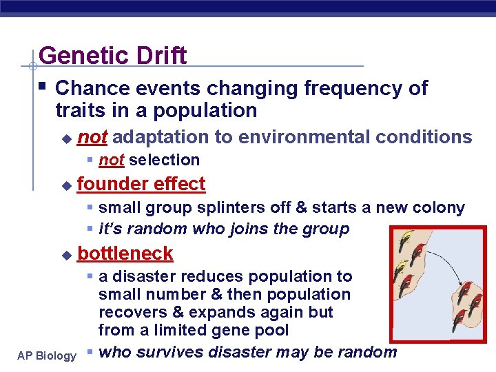 Genetic Drift § Chance events changing frequency of traits in a population u not