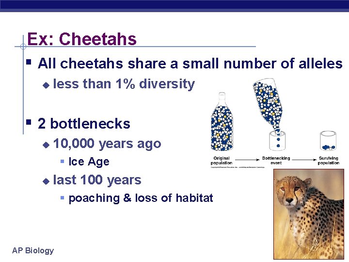 Ex: Cheetahs § All cheetahs share a small number of alleles u less than