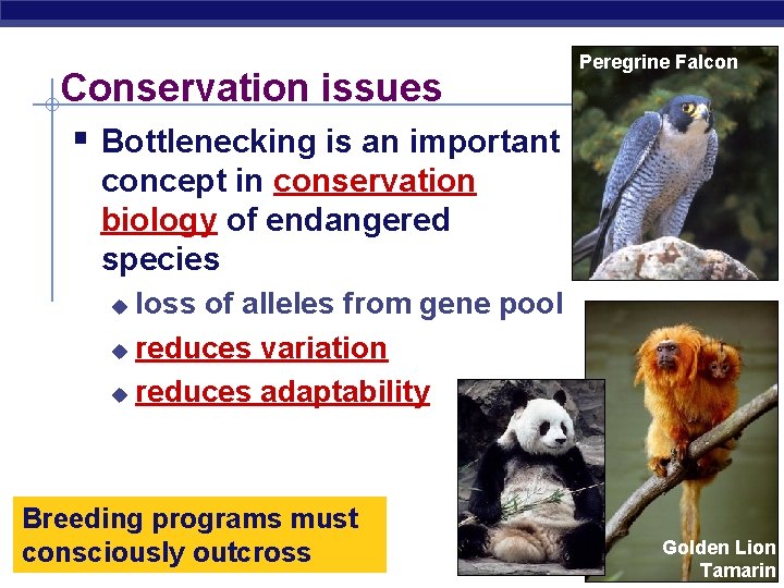 Conservation issues § Bottlenecking is an important Peregrine Falcon concept in conservation biology of