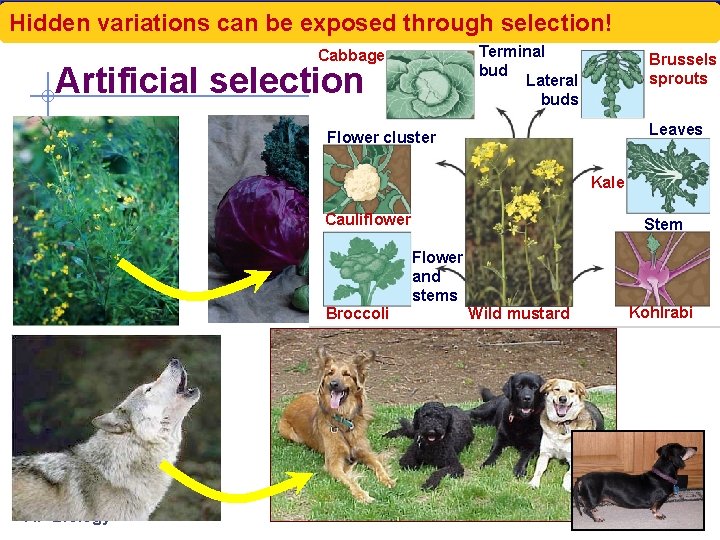 Hidden variations can be exposed through selection! Terminal bud Lateral buds Cabbage Artificial selection