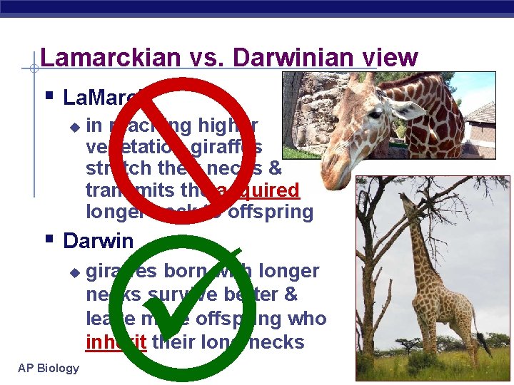 Lamarckian vs. Darwinian view § La. Marck u in reaching higher vegetation giraffes stretch