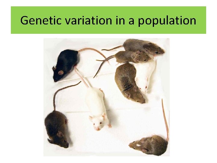 Genetic variation in a population 