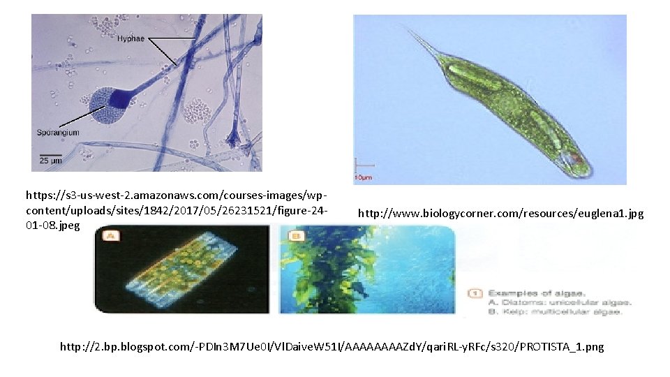 https: //s 3 -us-west-2. amazonaws. com/courses-images/wpcontent/uploads/sites/1842/2017/05/26231521/figure-2401 -08. jpeg http: //www. biologycorner. com/resources/euglena 1. jpg