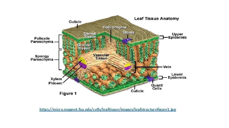 https: //micro. magnet. fsu. edu/cells/leaftissue/images/leafstructurefigure 1. jpg 