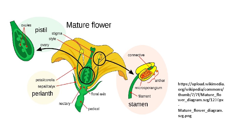 https: //upload. wikimedia. org/wikipedia/commons/ thumb/7/7 f/Mature_flo wer_diagram. svg/1200 px Mature_flower_diagram. svg. png 
