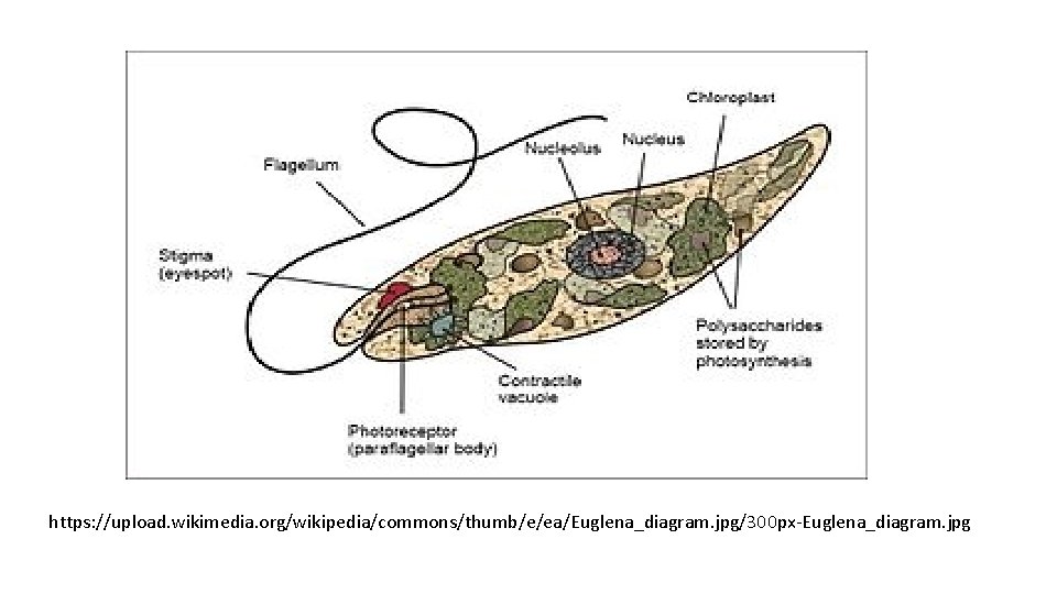 https: //upload. wikimedia. org/wikipedia/commons/thumb/e/ea/Euglena_diagram. jpg/300 px-Euglena_diagram. jpg 