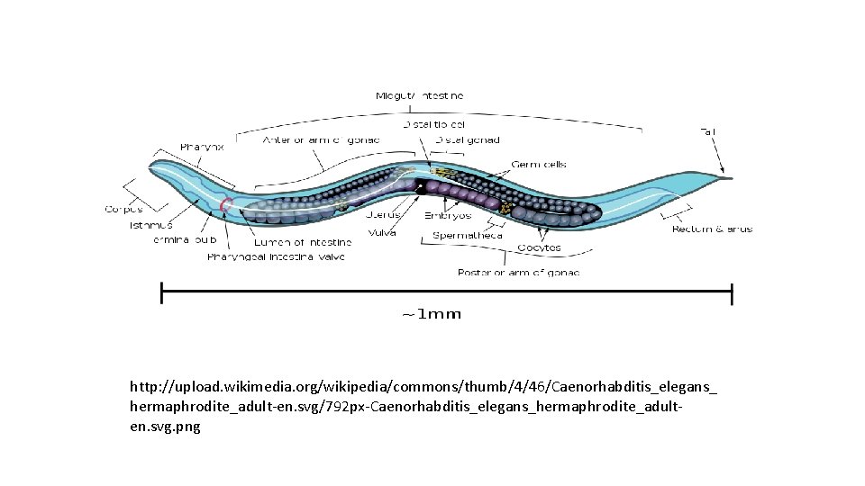 http: //upload. wikimedia. org/wikipedia/commons/thumb/4/46/Caenorhabditis_elegans_ hermaphrodite_adult-en. svg/792 px-Caenorhabditis_elegans_hermaphrodite_adulten. svg. png 