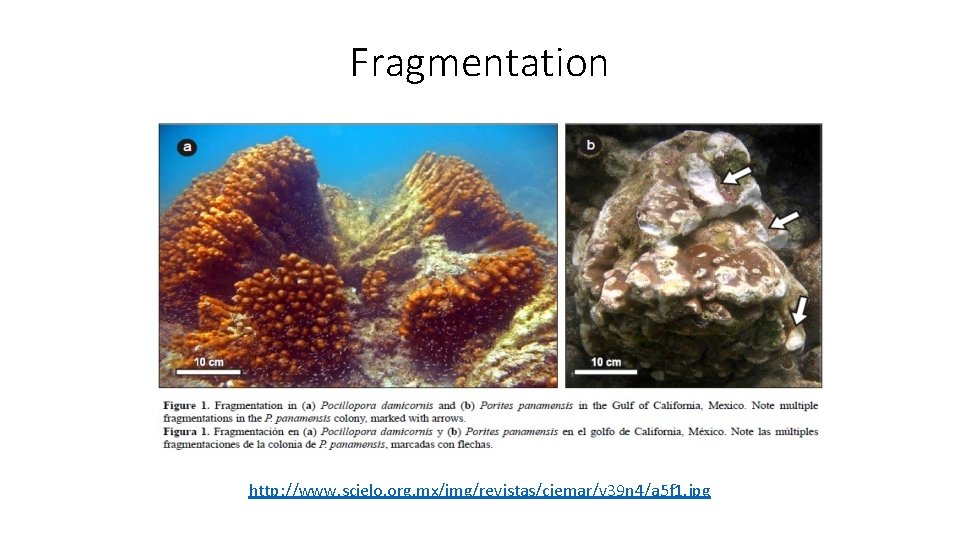 Fragmentation http: //www. scielo. org. mx/img/revistas/ciemar/v 39 n 4/a 5 f 1. jpg 