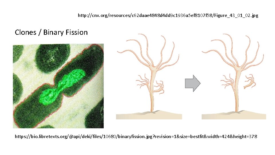 http: //cnx. org/resources/c 62 daae 4848 d 4 dd 9 c 1936 a 5