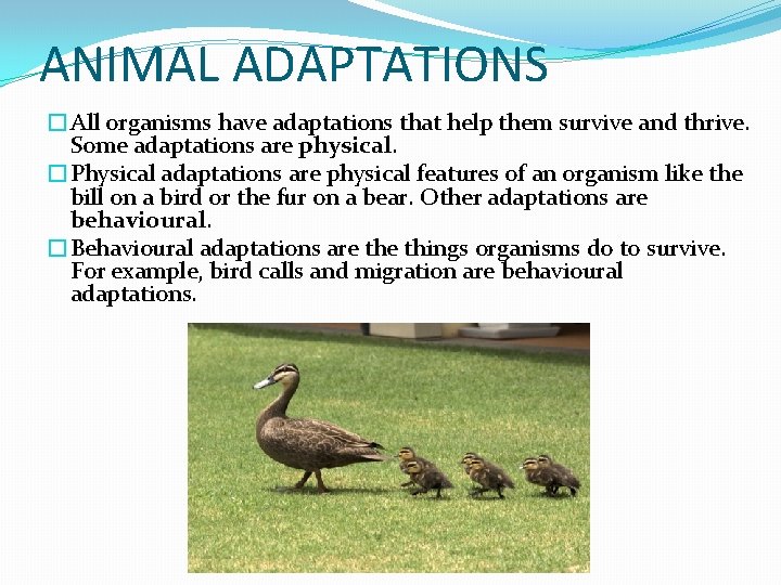 ANIMAL ADAPTATIONS �All organisms have adaptations that help them survive and thrive. Some adaptations