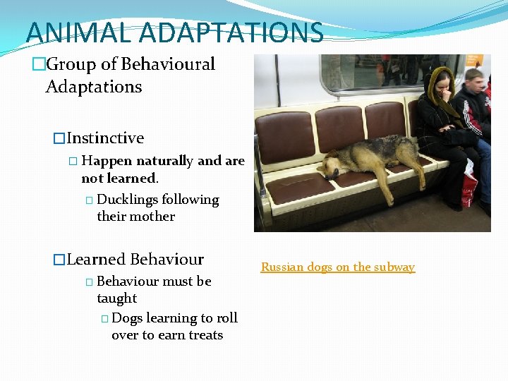 ANIMAL ADAPTATIONS �Group of Behavioural Adaptations �Instinctive � Happen naturally and are not learned.