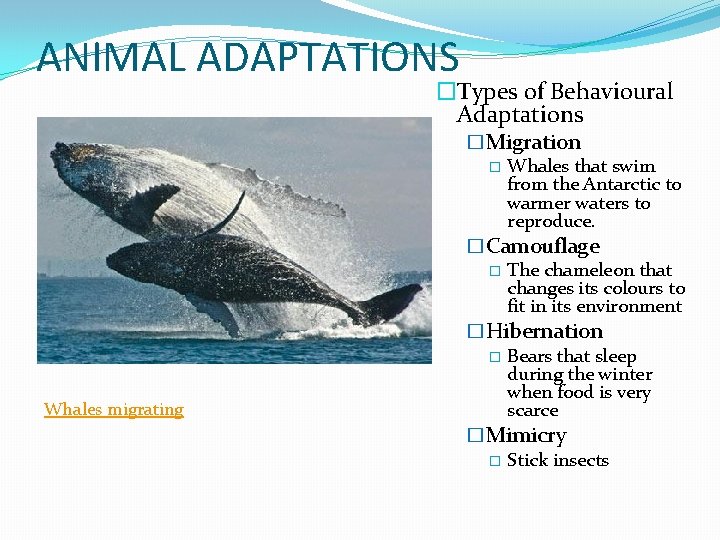 ANIMAL ADAPTATIONS �Types of Behavioural Adaptations Whales migrating �Migration � Whales that swim from