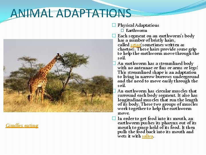 ANIMAL ADAPTATIONS Giraffes eating � Physical Adaptations � Earthworm � Each segment on an