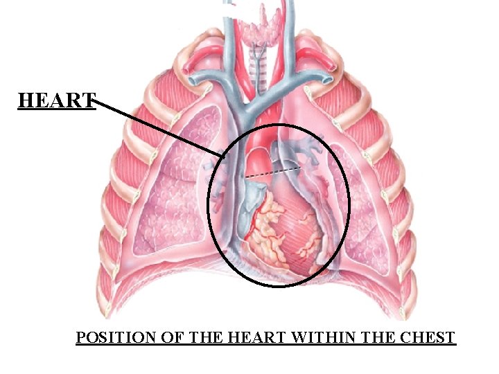 HEART POSITION OF THE HEART WITHIN THE CHEST 