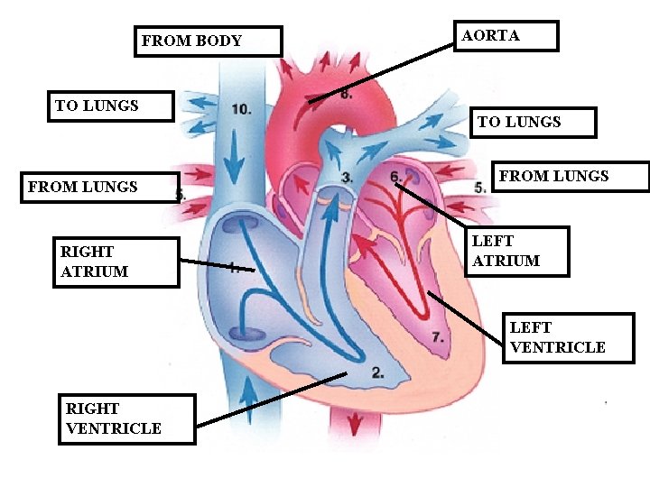 FROM BODY TO LUNGS FROM LUNGS RIGHT ATRIUM AORTA TO LUNGS FROM LUNGS LEFT