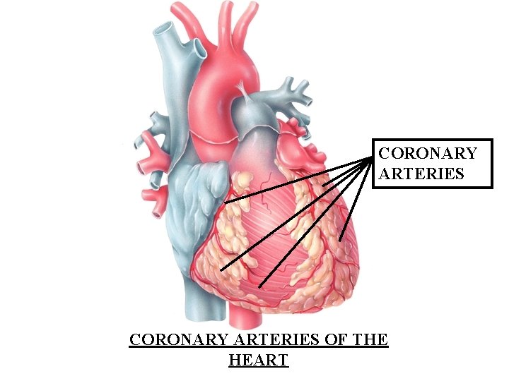 CORONARY ARTERIES OF THE HEART 