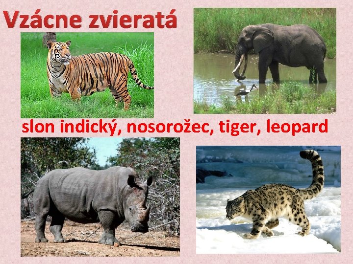 Vzácne zvieratá slon indický, nosorožec, tiger, leopard 