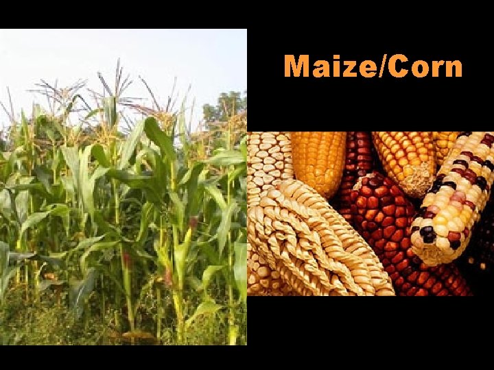 Maize/Corn 