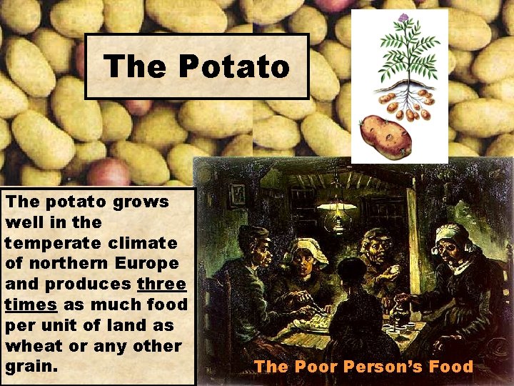 The Potato The potato grows well in the temperate climate of northern Europe and