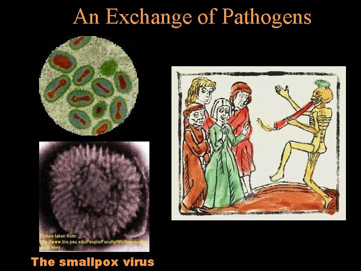 An Exchange of Pathogens The smallpox virus 