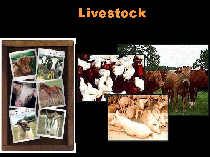 Livestock 