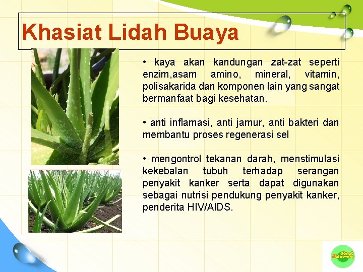 Khasiat Lidah Buaya • kaya akan kandungan zat-zat seperti enzim, asam amino, mineral, vitamin,