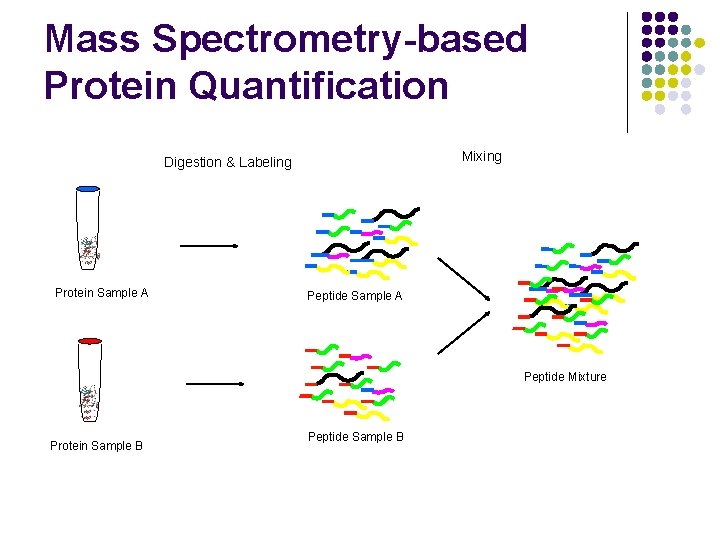 Mass Spectrometry-based Protein Quantification Mixing Digestion & Labeling Protein Sample A Peptide Mixture Protein