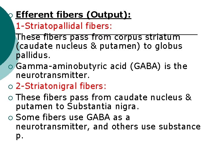 Efferent fibers (Output): ¡ 1 -Striatopallidal fibers: ¡ These fibers pass from corpus striatum