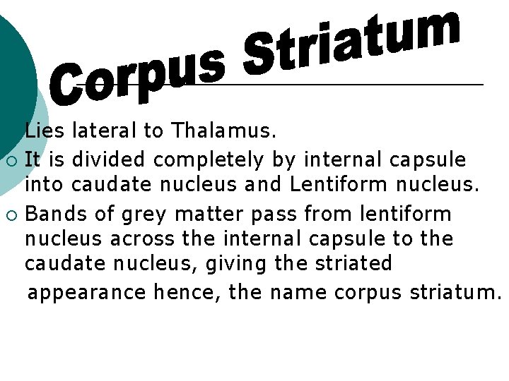 Lies lateral to Thalamus. ¡ It is divided completely by internal capsule into caudate