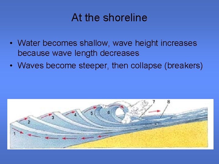 At the shoreline • Water becomes shallow, wave height increases because wave length decreases