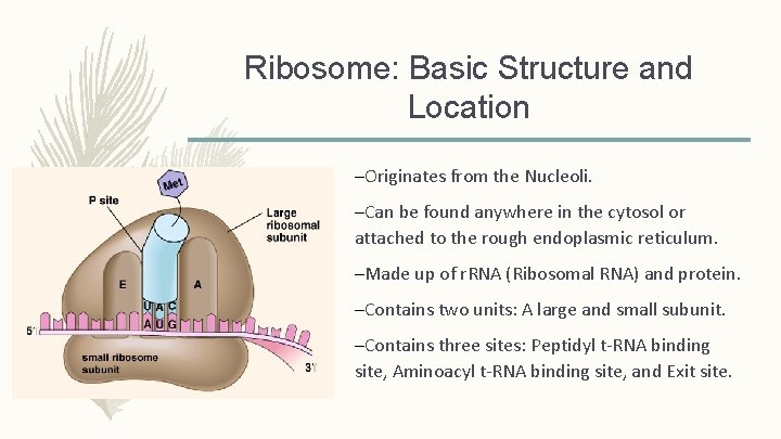 Ribosome: Basic Structure and Location –Originates from the Nucleoli. –Can be found anywhere in